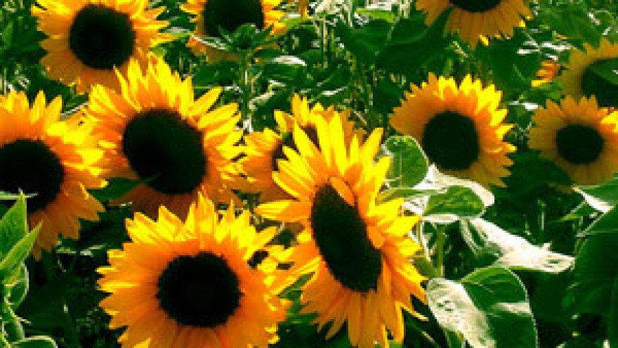 Nizozemci donirali pet milijuna kuna za usavršavanje poljoprivrednika