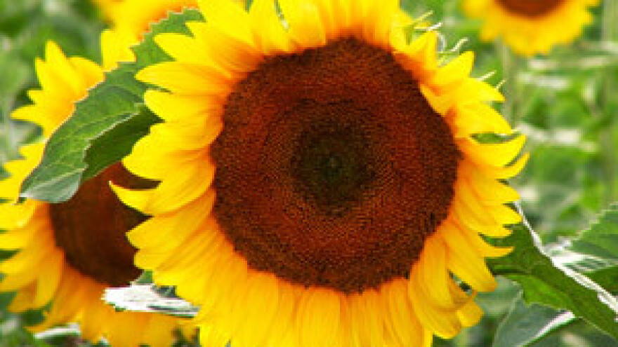 U primjeni EU model dobivanja potpora