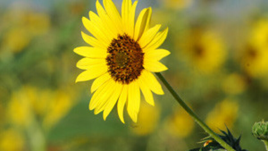 Poljoprivreda povukla samo 10 posto sredstava iz IPARD-a