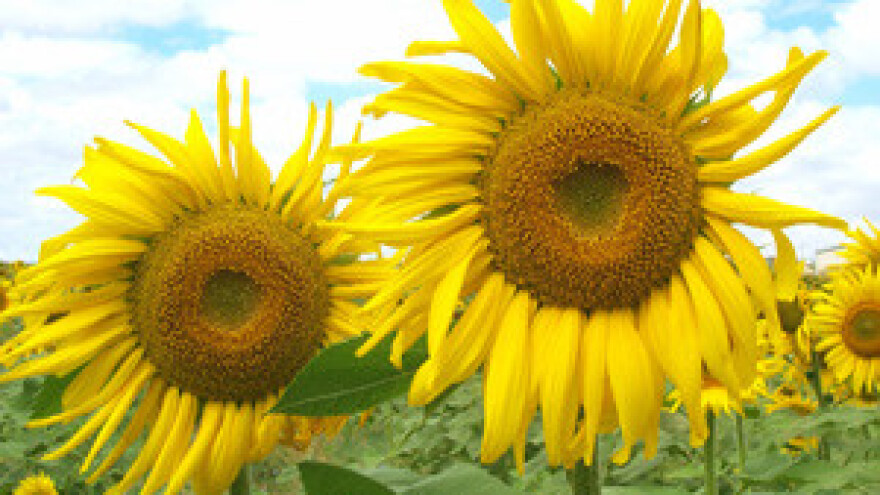 Poljoprivrednici će iz EU svake godine dobivati 745 mil. eura