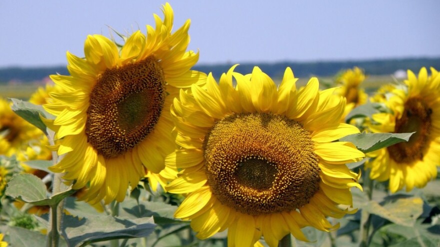 Ovih dana još malo kiše, a onda nam se vraća ljeto?