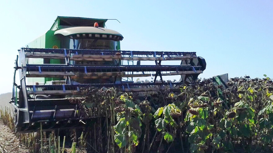 Žetva suncokreta: Nove tehnologije i visokooleinske sorte dale prinos od 4 t/ha