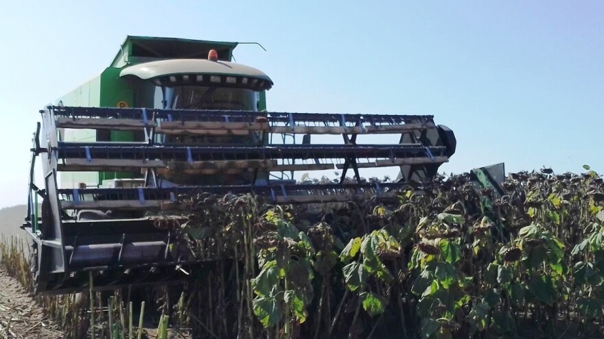 Samodostatni u suncokretu 212 posto, a zadovoljavamo tek 44 posto potreba za uljem?