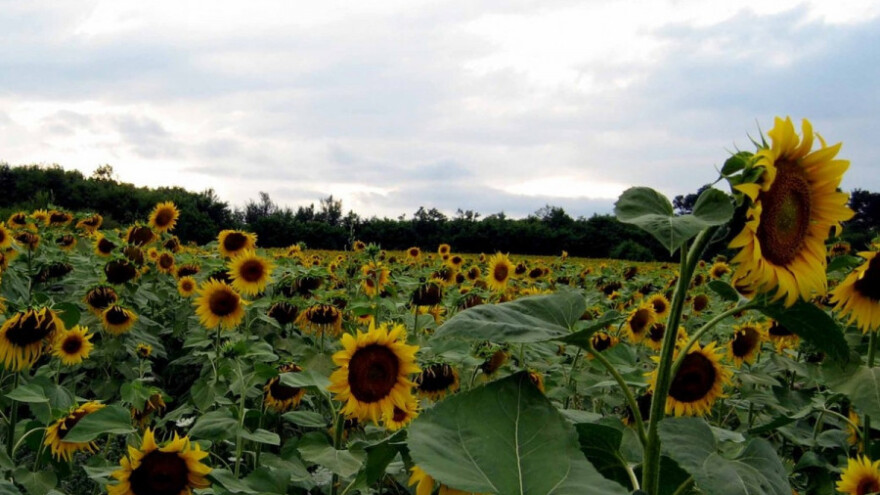 Visoke temperature od četvrtka
