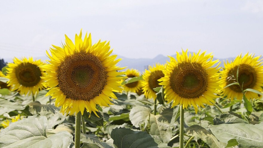 Kako sejati suncokret u plodoredu?