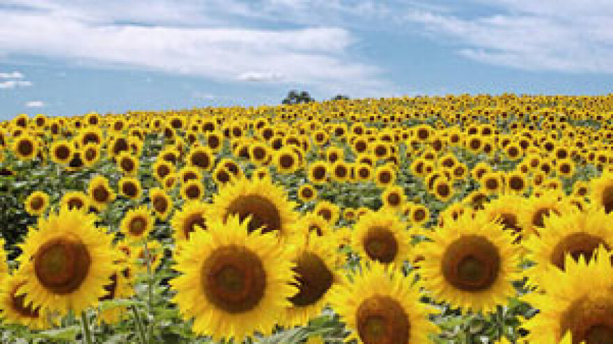 Poljoprivreda rebalansom gubi 70 milijuna kuna?