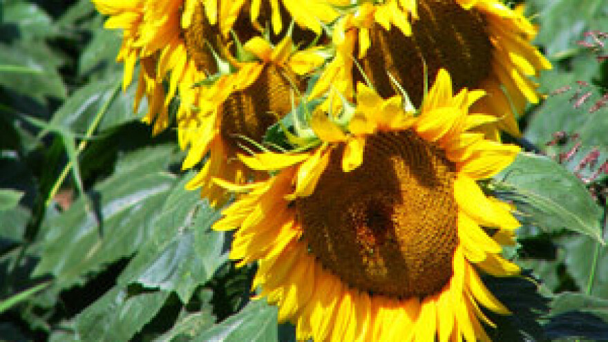 Agrobirokracija napada