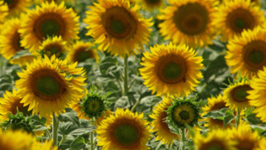 Tvornica ulja Čepin ostala bez čelnog čovjeka