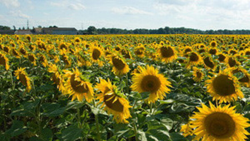 Sudbina čepinske uljare je u rukama Radimira Čačića