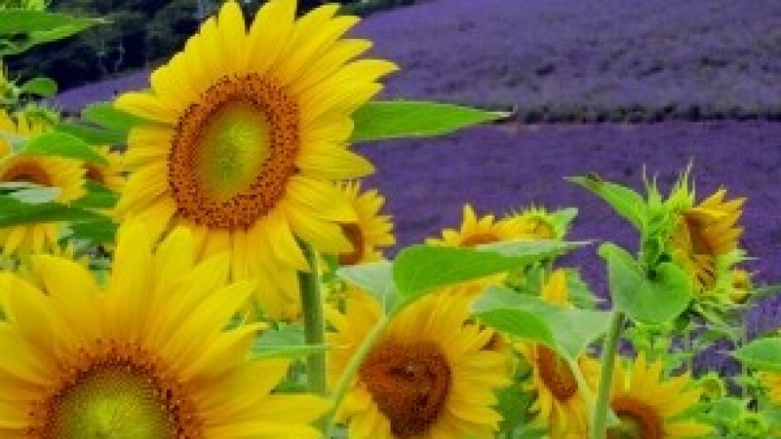 Objavljen 9. krug natječaja za dodjelu sredstava programa IPARD