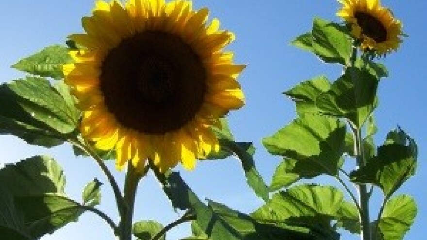 Počela žetva suncokreta