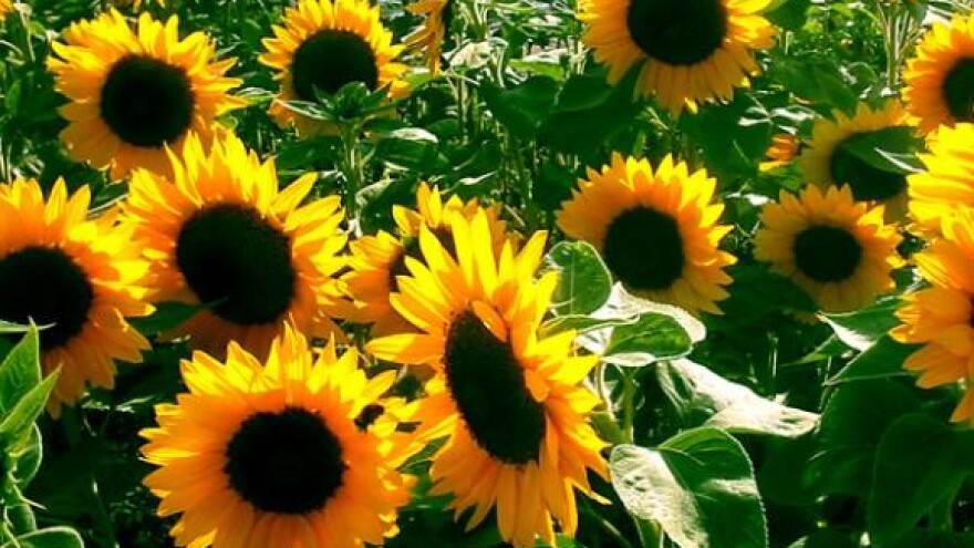 Upitna jesenska sjetva