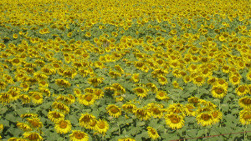 Hrvatskim poljoprivrednicima izdašne potpore