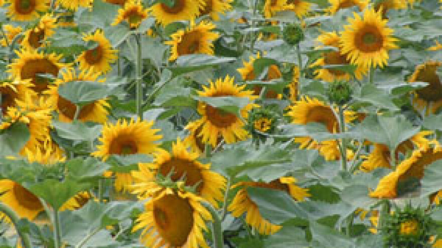 Kazne za neobrađena zemljišta