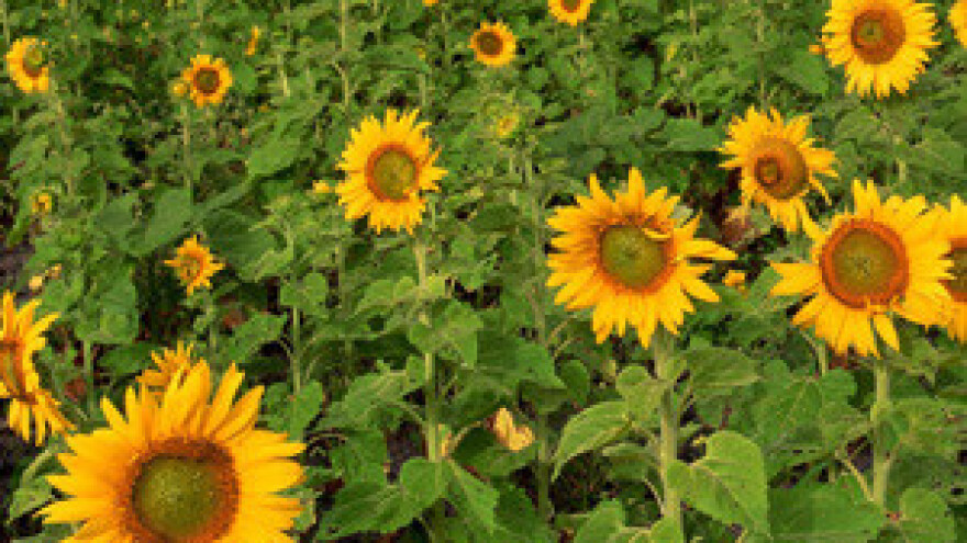 U ARKOD upisano preko milijun hektara poljoprivrednog zemljišta