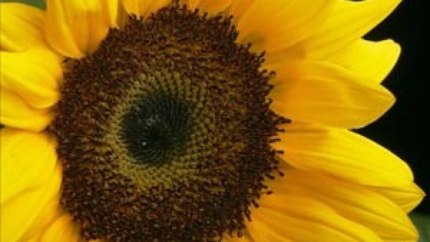 Cijene suncokretovog ulja padaju za kunu i pol