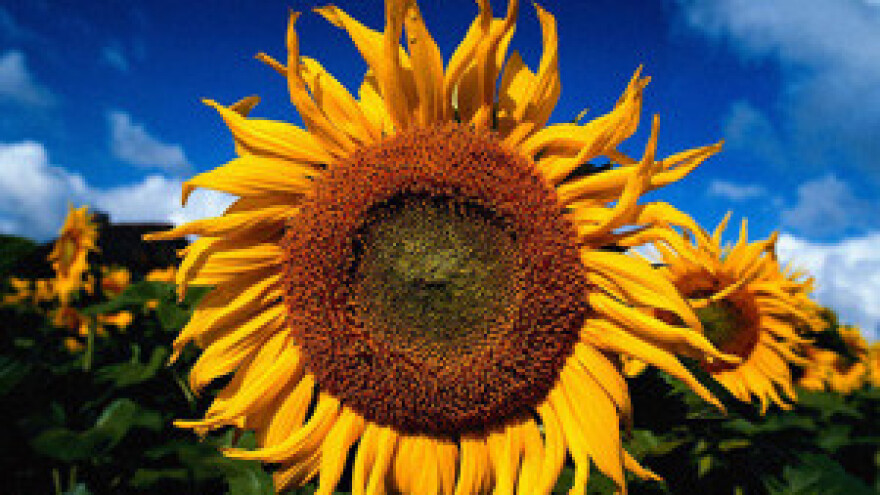 Kako do novca iz Iparda?