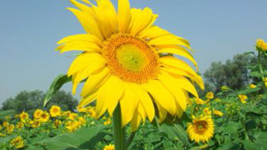 Čepinska uljara bez sirovina