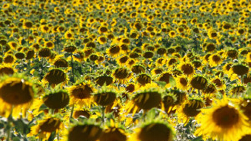 Hrvatska obrađuje samo 30 posto poljoprivrednog zemljišta