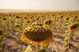 Suncokretov cvijet prestao mediti