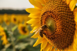 Suncokretova paša štiti od parazitske ose?