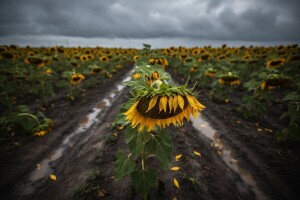 Suncokretu presudila vlaga?
