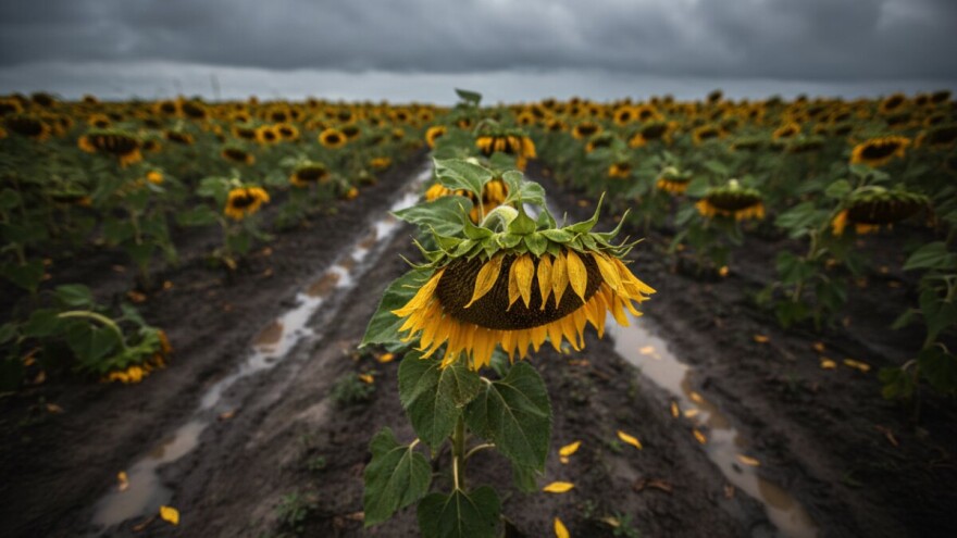 Suncokretu presudila vlaga?