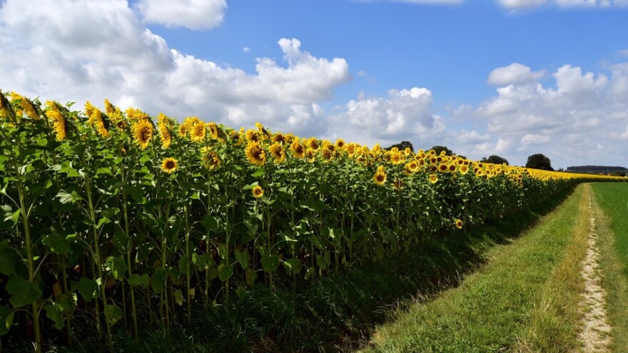 Ostao bez više od 800 stabljika suncokreta, netko ih je posjekao