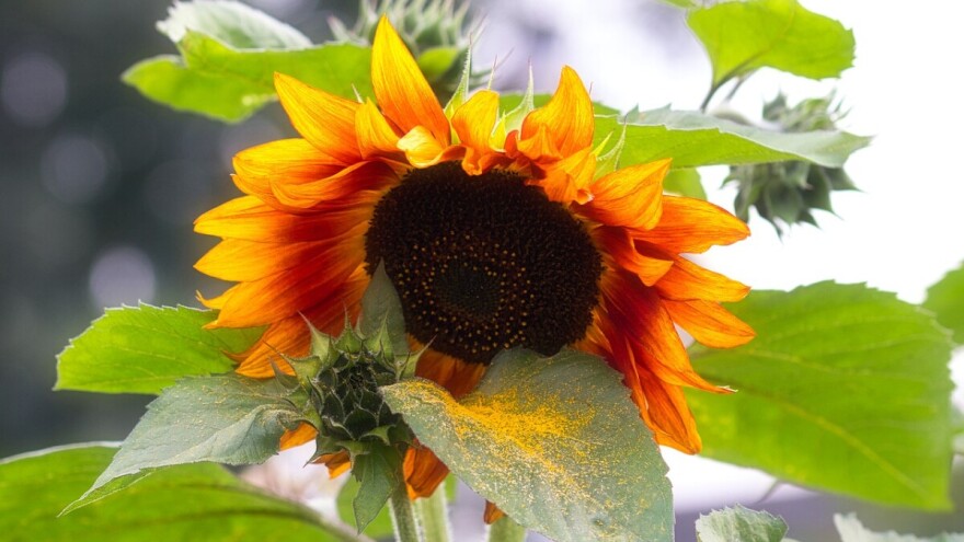 Suncokret je ukras svakog vrta i lako ga je uzgojiti