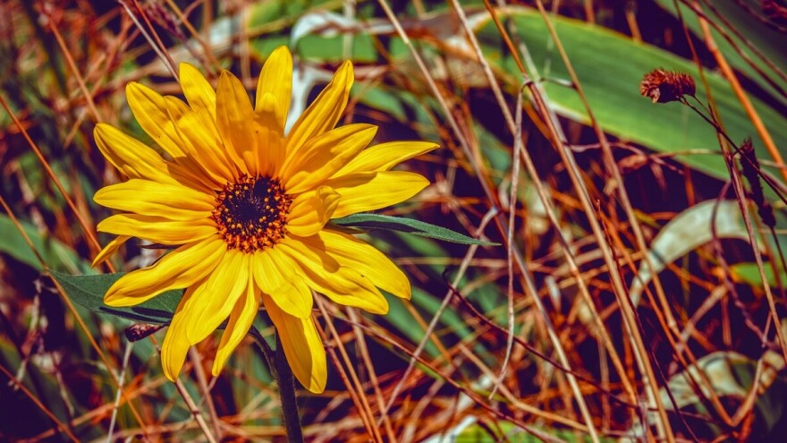 Temperature ove sedmice i do 30°C?