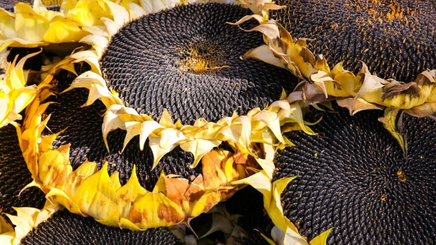 Turska skoro deset puta povećala kupovinu ruskog suncokreta