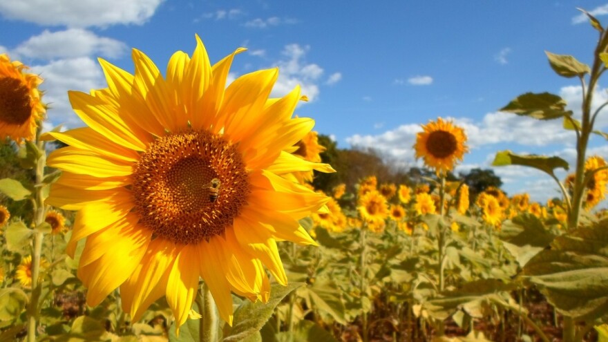 Oporavak: Rekordan nivo proizvodnje ukrajinskog suncokretovog ulja