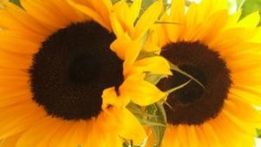 Otkupna cijena suncokreta neće ići iznad 1,60 kn