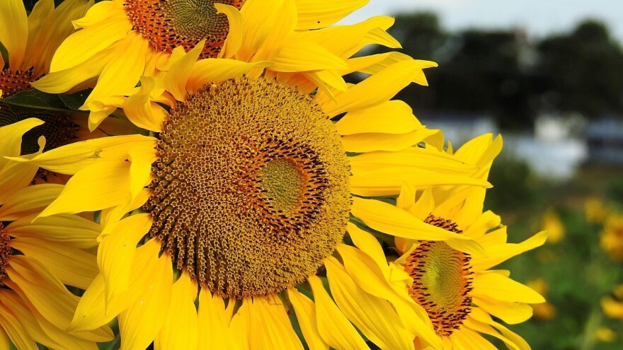 Rusija: Novi rekord u proizvodnji suncokretovog ulja