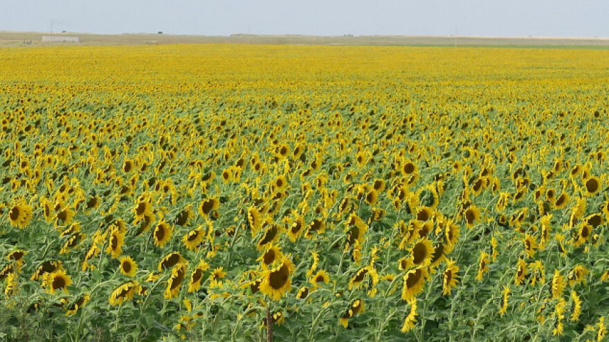 Ukrajina: 11,5% manje suncokreta nego lani