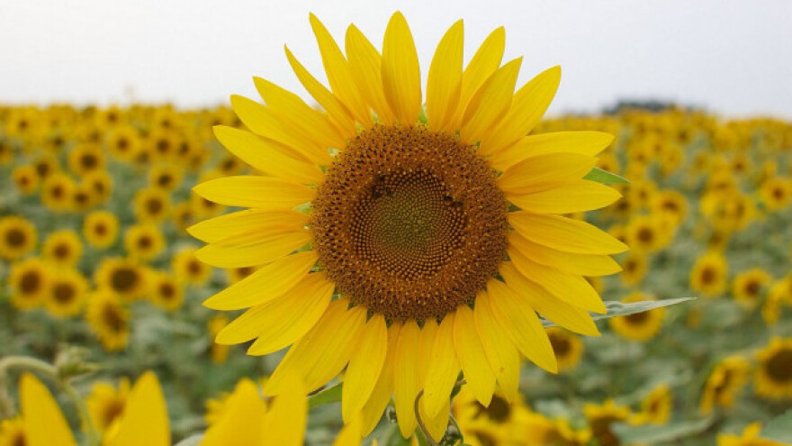 Najprofitabilnije žitarice u sezoni 2017/18 bit će zob i heljda?