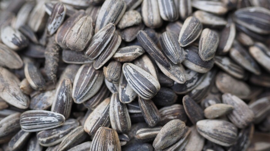 Zabranjen uvoz sirovog suncokreta iz Srbije