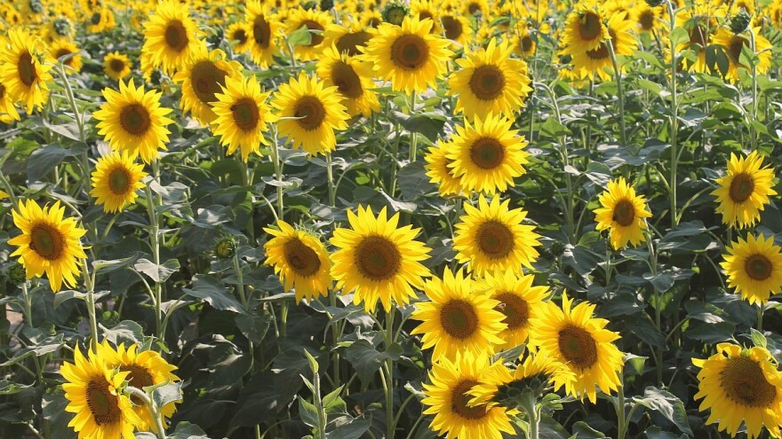 Kako njegovati suncokret tokom vegetacije?