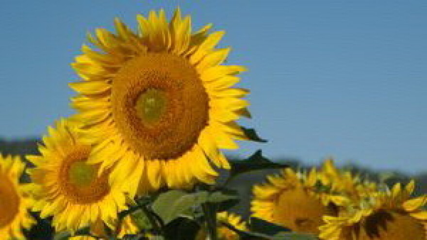 Prava godina za suncokret