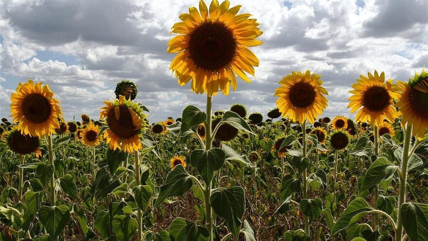 Ruski izvoz suncokreta na izuzetno niskom nivou