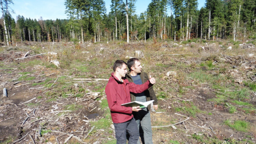 Kulture kratkih ophodnji brže obrću kapital u šumarstvu