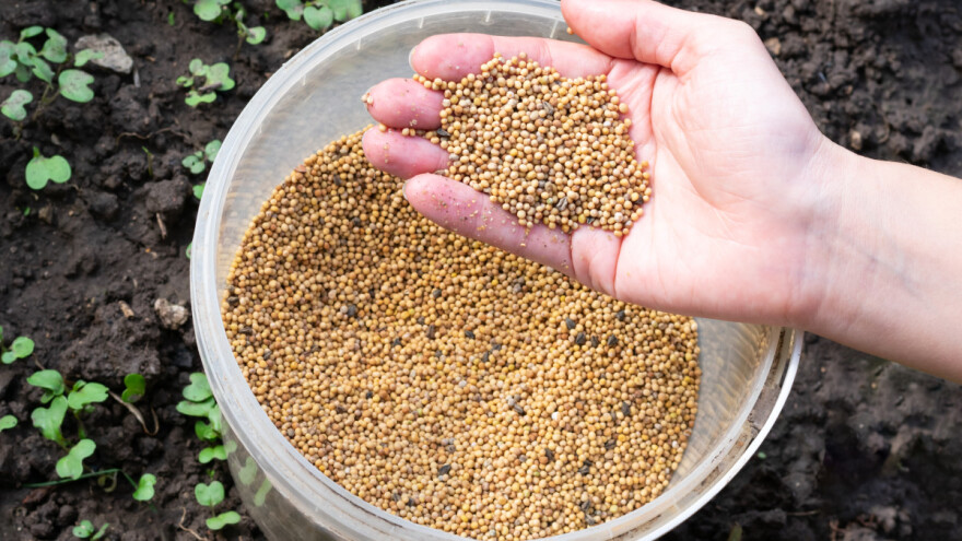 Gorušica u prahu suzbija puževe, ali i lisne uši, gusjenice i druge štetočine