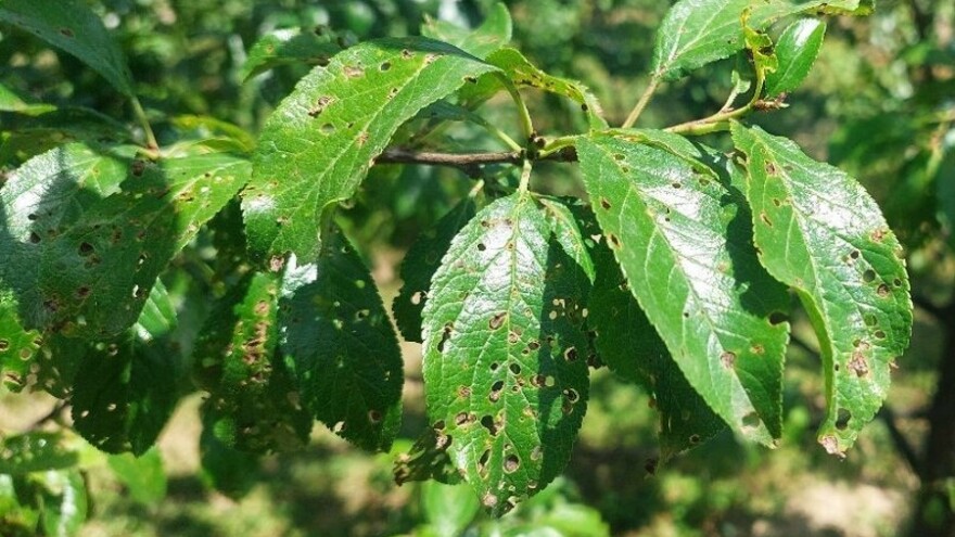 Preporuka proizvođačima: Izvršite zaštitu koštičavog voća