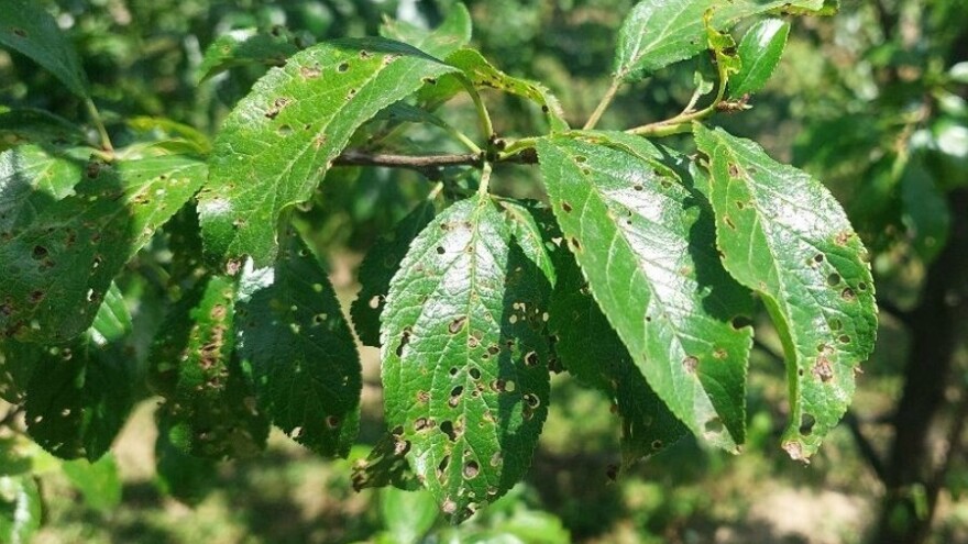 Kojim preparatima tretirati jabuke, kruške, šljive i jagode nakon kiše?