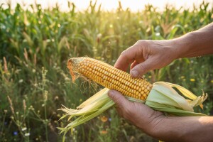 Suprotstavljanje GMO-u