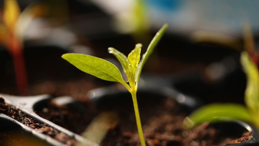 Za sjetvu povrća najbolje je koristiti gotove supstrate