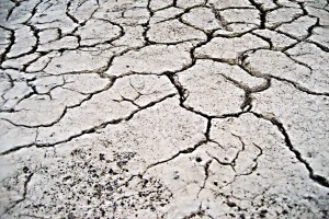 Povećanje temperature uzrokuje smanjenje prinosa kukuruza