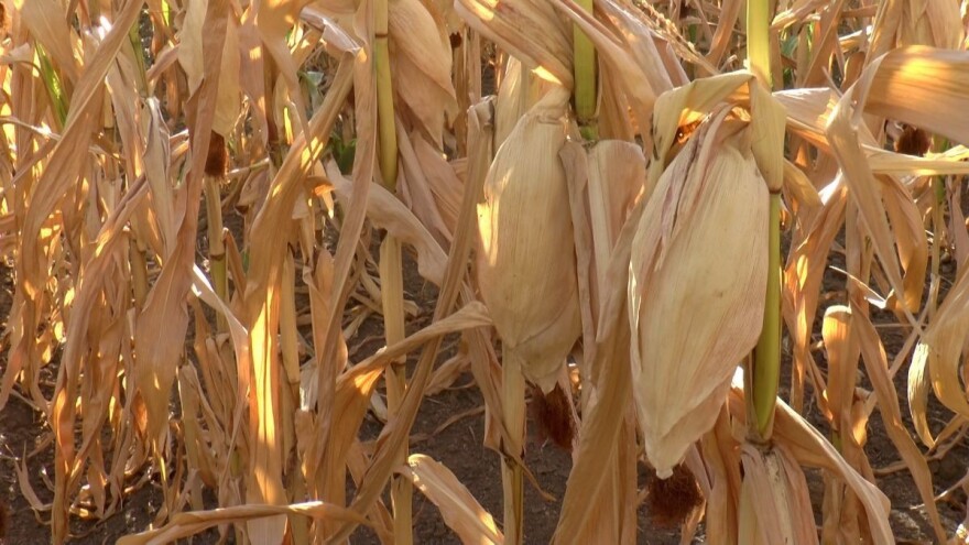 Malo je zakasnila? Narednih dana se očekuje kiša, mogući pljuskovi