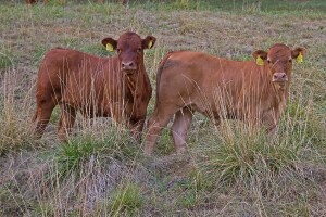 Njemačka obećava 340 milijuna eura pomoći farmerima koji su pretrpjeli gubitke zbog suše