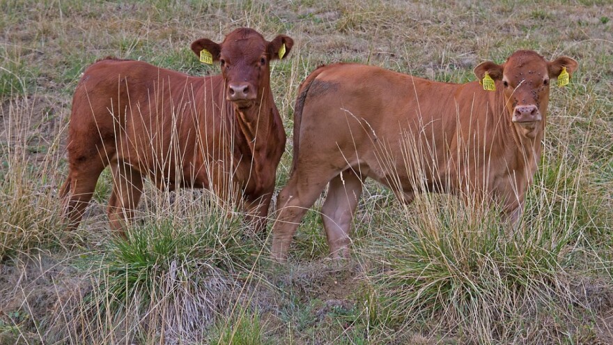 Njemačka obećava 340 milijuna eura pomoći farmerima koji su pretrpjeli gubitke zbog suše